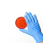 Microbiote